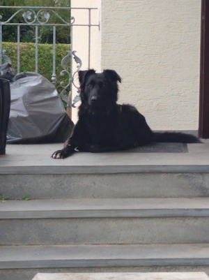 Buddy sucht seine neue Familie 