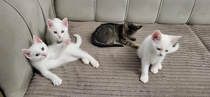 Katze & Kater   4 süße Kitten suchen ein liebevolles Zuhause