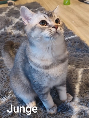 BKH Kitten mit Stammbaum 