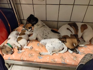 Jack Russel Welpen abzugeben !