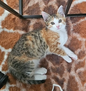 Kitten 6 Monate alt