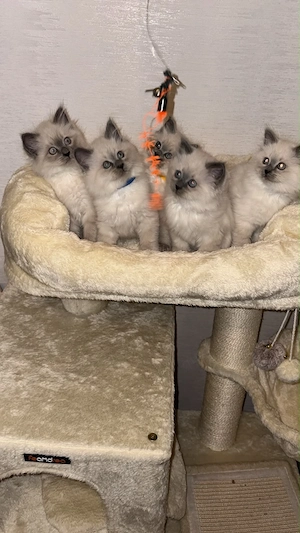  Wunderschöne Ragdoll Kitten suchen ein liebevolles Zuhause 