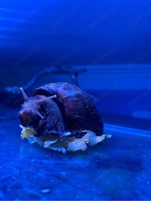 kleine Achatschnecken zu verkaufen!