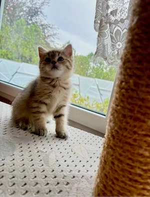 BKH, Kitten, Katzenbaby, Kätzchen