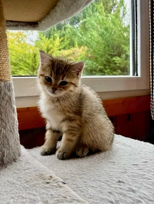 BKH, Kitten, Katzenbaby, Kätzchen