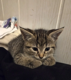 BKH kitten 