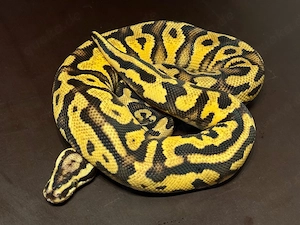 1.0 YB Pastel Cypress 100% dh Clown Pied