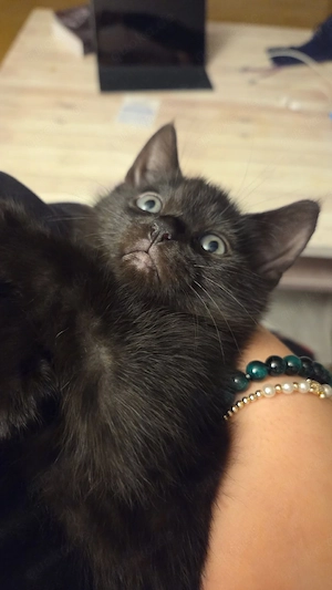 BKH kitten
