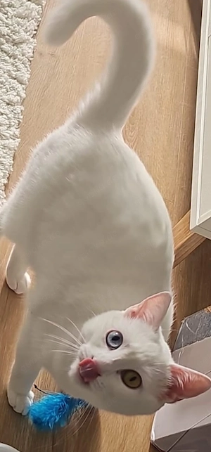 Katze 2 Jahre alt