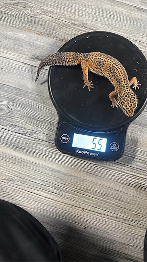 0.9 leopardgeckos sehr kräftig 