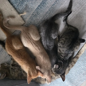 Babykätzchen  Kitten