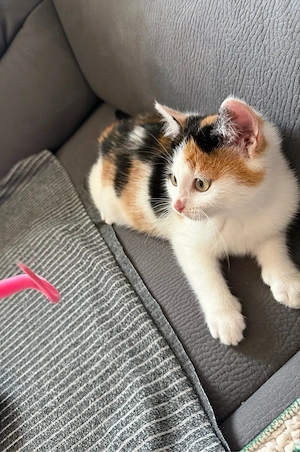 2 süße kleine Hauskatzen abzugeben