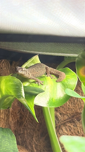 Jungferngecko Subadult (Lepidodactylus lugubris) ENZ