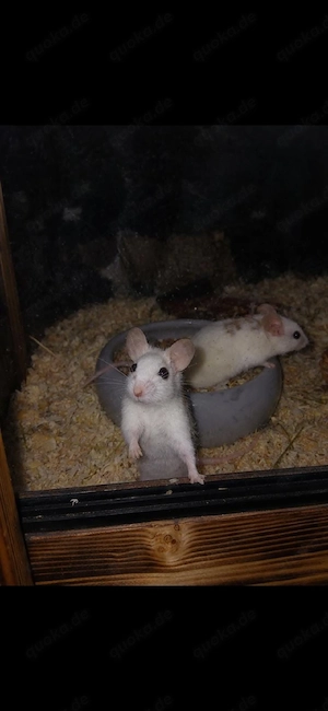 Vielzitzenmäuse abzugeben (Männchen & Weibchen)