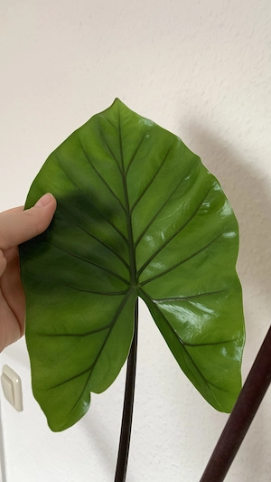 Alocasia Dark Star