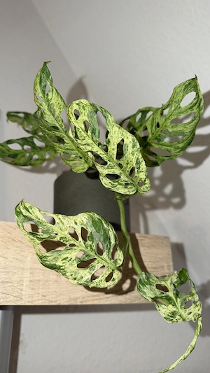 Monstera Frozen Freckles