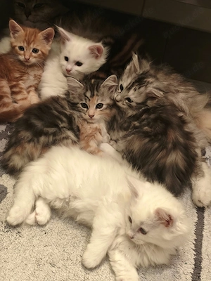 Reinrassige Maine Coon Kitten mit XXL Genen, withe, Tricolor (dreifarbig)