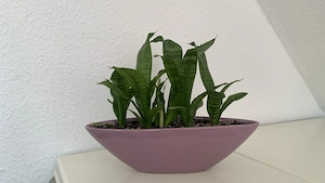 Sansevieria mit Topf