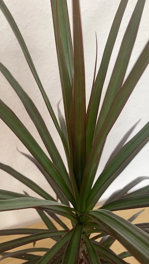 Dracaena (Drachenbaum) dunkel