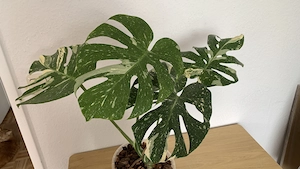 Monstera Thai Constellation