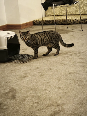 Liebevolle reinrassige Bengal Katze sucht ein neues Zuhause 