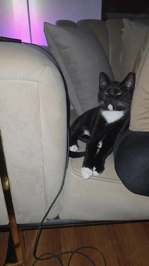 Zwei süße katzenbrüder 