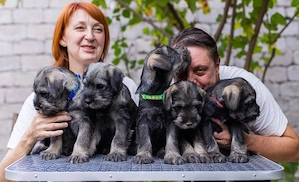 Schnauzer Puppies For Sale 