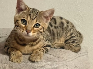 Junger Reinrassiger Bengal Kater