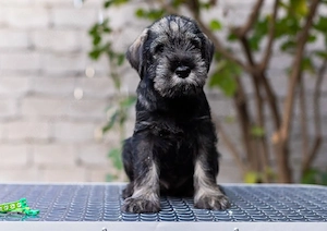Schnauzer Puppies For Sale 
