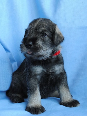 Schnauzer Puppies For Sale 