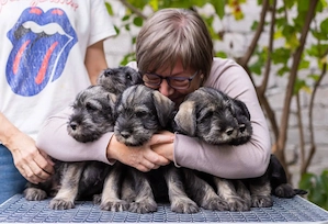 Schnauzer Puppies For Sale 