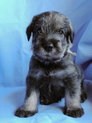 Schnauzer Puppies For Sale 