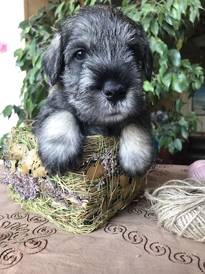 Schnauzer Puppies For Sale 
