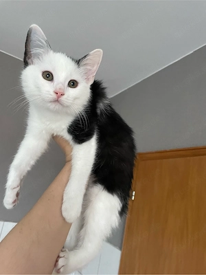 Kleine Kater 