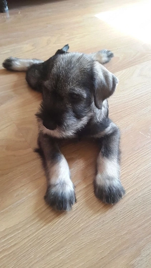 Schnauzer Puppies For Sale 