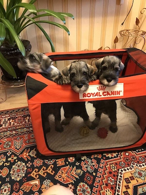 Schnauzer Puppies For Sale 