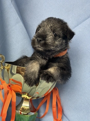 Schnauzer Puppies For Sale 