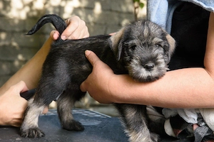 Schnauzer Puppies For Sale 