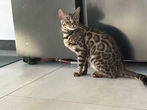 Bengal-Katze sucht ein neues, liebevolles zu Hause