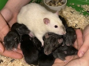 Rex Babyratten