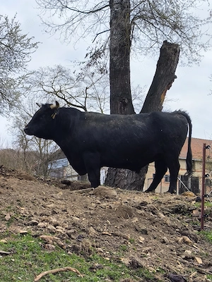 Zahmer Zuchtbulle in liebevolle Hände 