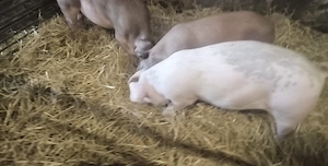 Duroc Schweine 