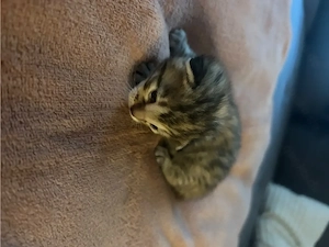 Bengal-Mix Kitten 