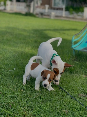 Süße und entzückende Jack-Russell-Welpen, die bereit sind, in ein liebevolles und fürsorgliches Zuha