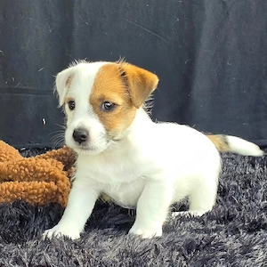 Süße und entzückende Jack-Russell-Welpen, die bereit sind, in ein liebevolles und fürsorgliches Zuha