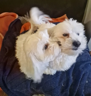 Bichon Malteser Verfügbar