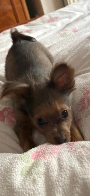    Langhaarige Russische Toy Terrier Welpen suchen liebevolle Familien