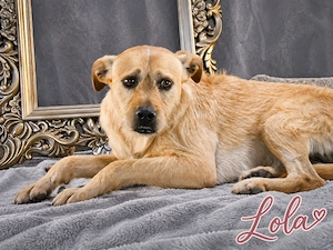 Lola - sucht ein kuscheliges Zuhause
