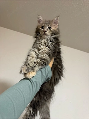 Maine coon mädchen sucht zuhause 
