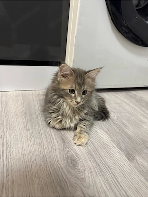 Maine coon mädchen sucht zuhause 